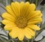 Seminte profesionale Gazania rigens - imagine 48981